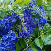 ヒメ日記 2025/07/12 11:37 投稿 上原姉さん 男性機能鍛錬道場