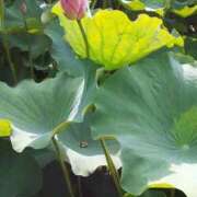 ヒメ日記 2025/07/20 11:35 投稿 上原姉さん 男性機能鍛錬道場