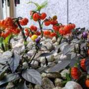 ヒメ日記 2025/10/20 15:21 投稿 上原姉さん 男性機能鍛錬道場