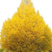 ヒメ日記 2025/11/23 11:40 投稿 上原姉さん 男性機能鍛錬道場