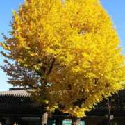 ヒメ日記 2025/11/30 11:34 投稿 上原姉さん 男性機能鍛錬道場