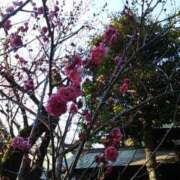 ヒメ日記 2026/02/08 11:29 投稿 上原姉さん 男性機能鍛錬道場