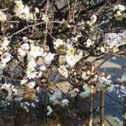 ヒメ日記 2026/02/11 16:30 投稿 上原姉さん 男性機能鍛錬道場