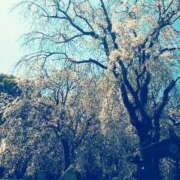 ヒメ日記 2026/04/07 11:08 投稿 上原姉さん 男性機能鍛錬道場