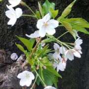 ヒメ日記 2026/04/08 18:21 投稿 上原姉さん 男性機能鍛錬道場