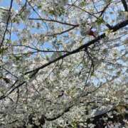 ヒメ日記 2025/04/30 09:20 投稿 桃原姉さん 男性機能鍛錬道場