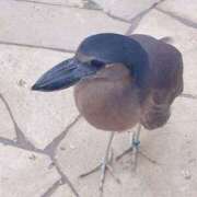 ヒメ日記 2025/05/18 01:37 投稿 まや ハロウィン