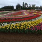 ヒメ日記 2026/04/11 02:23 投稿 愛沢ちはる こあくまな熟女たち 千葉店（KOAKUMAグループ）