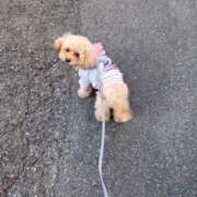 ヒメ日記 2025/11/15 09:50 投稿 ゆり 横浜パフパフチェリーパイ