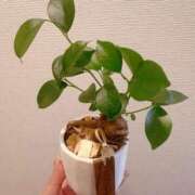 ゆり あさって完売です 横浜パフパフチェリーパイ