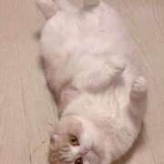 ゆり 本日完売してます 横浜パフパフチェリーパイ