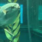 ヒメ日記 2025/03/25 13:03 投稿 あみ 奥様プリモ