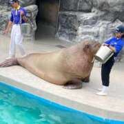 ヒメ日記 2025/11/15 01:39 投稿 あみ 奥様プリモ