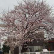 ふじよ 完熟ばなな川崎店ふじよです　桜も咲いていることですし 完熟ばなな川崎