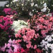 山瀬あかり お久しぶりです 五十路マダム 新潟店(カサブランカグループ)