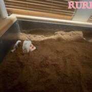 ヒメ日記 2025/06/11 22:50 投稿 るりか Sakura Spa