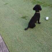 ヒメ日記 2025/01/15 06:01 投稿 桐生【きりゅう】 丸妻 西船橋店