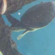 ヒメ日記 2025/01/27 08:16 投稿 桐生【きりゅう】 丸妻 西船橋店