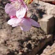 ヒメ日記 2025/02/12 04:42 投稿 桐生【きりゅう】 丸妻 西船橋店