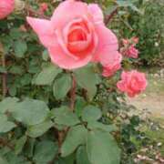 ヒメ日記 2025/03/17 08:32 投稿 桐生【きりゅう】 丸妻 西船橋店