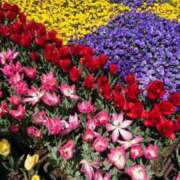 ヒメ日記 2025/04/17 05:58 投稿 桐生【きりゅう】 丸妻 西船橋店