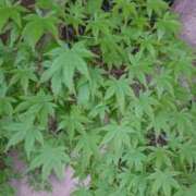 ヒメ日記 2025/04/21 20:55 投稿 桐生【きりゅう】 丸妻 西船橋店