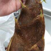 ヒメ日記 2025/04/21 21:36 投稿 桐生【きりゅう】 丸妻 西船橋店