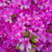 ヒメ日記 2025/05/03 22:09 投稿 桐生【きりゅう】 丸妻 西船橋店