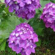 ヒメ日記 2025/06/13 15:16 投稿 桐生【きりゅう】 丸妻 西船橋店