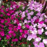 ヒメ日記 2025/08/26 11:53 投稿 桐生【きりゅう】 丸妻 西船橋店