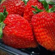 ヒメ日記 2026/01/12 06:03 投稿 桐生【きりゅう】 丸妻 西船橋店