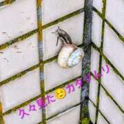 ヒメ日記 2026/04/07 16:20 投稿 桐生【きりゅう】 丸妻 西船橋店