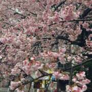 ヒメ日記 2025/04/15 12:11 投稿 チュパカブラ ビザールクリニック