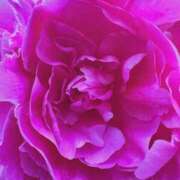 ヒメ日記 2025/06/16 17:41 投稿 蛇苺 ビザールクリニック