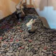 ヒメ日記 2025/02/07 19:55 投稿 らむ ダイスキ