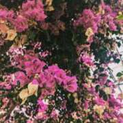 ヒメ日記 2025/04/02 21:19 投稿 らむ ダイスキ