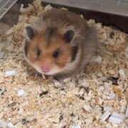 ヒメ日記 2025/11/28 10:29 投稿 らむ ダイスキ