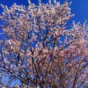 ヒメ日記 2025/04/10 07:00 投稿 結城 すず SUMIRE