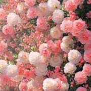 ヒメ日記 2025/05/06 22:04 投稿 結城 すず SUMIRE