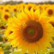 ヒメ日記 2025/07/08 00:32 投稿 結城 すず SUMIRE