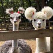 ヒメ日記 2025/07/21 06:00 投稿 結城 すず SUMIRE