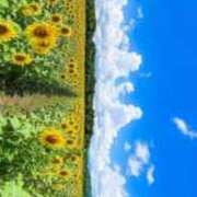 ヒメ日記 2025/07/28 07:00 投稿 結城 すず SUMIRE