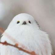 ヒメ日記 2025/08/08 07:00 投稿 結城 すず SUMIRE