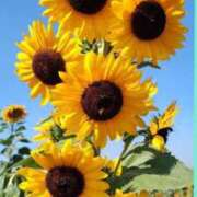 ヒメ日記 2025/08/26 11:00 投稿 結城 すず SUMIRE