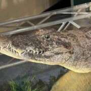 ヒメ日記 2026/02/18 22:20 投稿 氷川台せな THE痴漢電車.com