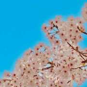 ヒメ日記 2026/04/06 14:46 投稿 ちさと ～優しい若妻倶楽部～Mrs.女神