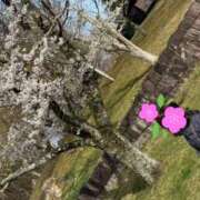 ヒメ日記 2025/04/07 22:17 投稿 みこと 美熟女専科白夜