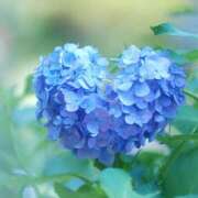 ヒメ日記 2025/06/01 21:29 投稿 みこと 美熟女専科白夜