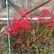 ヒメ日記 2025/09/25 19:15 投稿 えつこ 熟女の風俗最終章 立川店