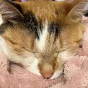 えつこ こんばんは☔️ 熟女の風俗最終章 立川店